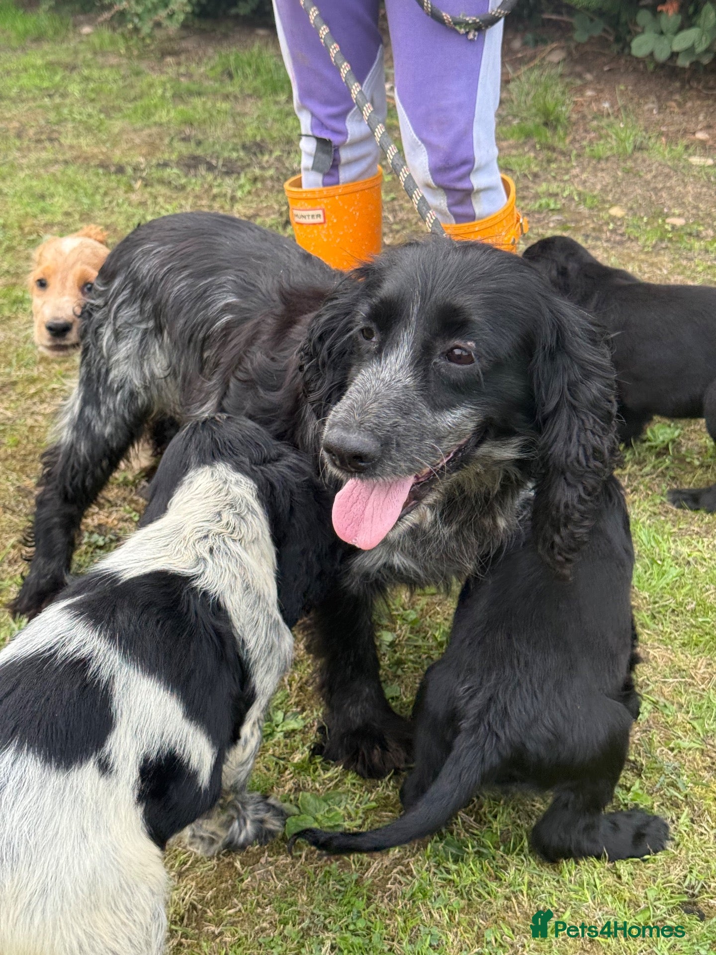 Cocker Spaniel dogs Cocker Spaniel puppies  - Advert 2
