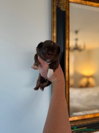 Chihuahua dogs - Advert 14