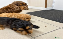 Cockapoo dogs for sale: STUNNING COCKAPOO - Image 7