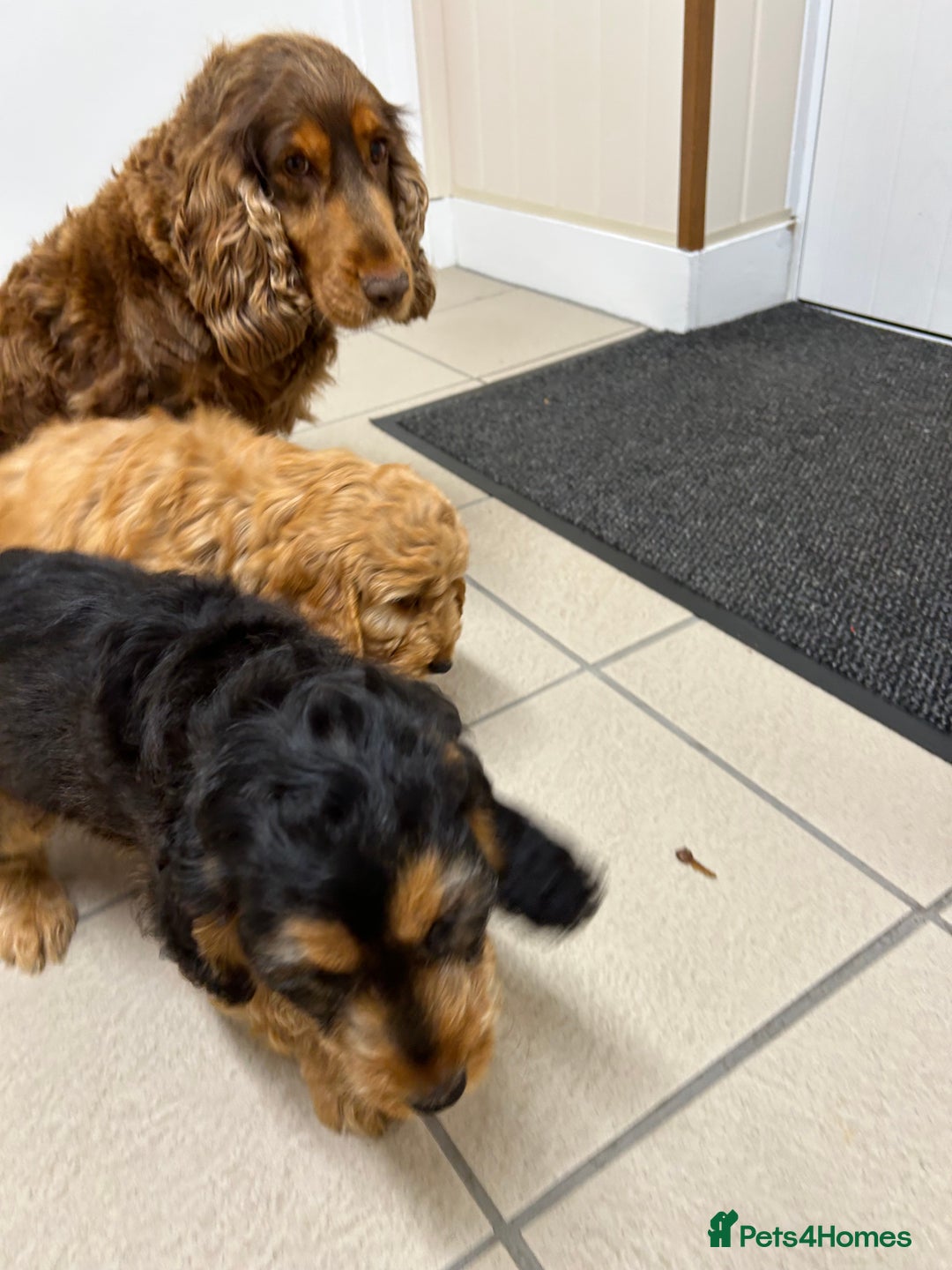 Cockapoo dogs for sale: STUNNING COCKAPOO - Image 7