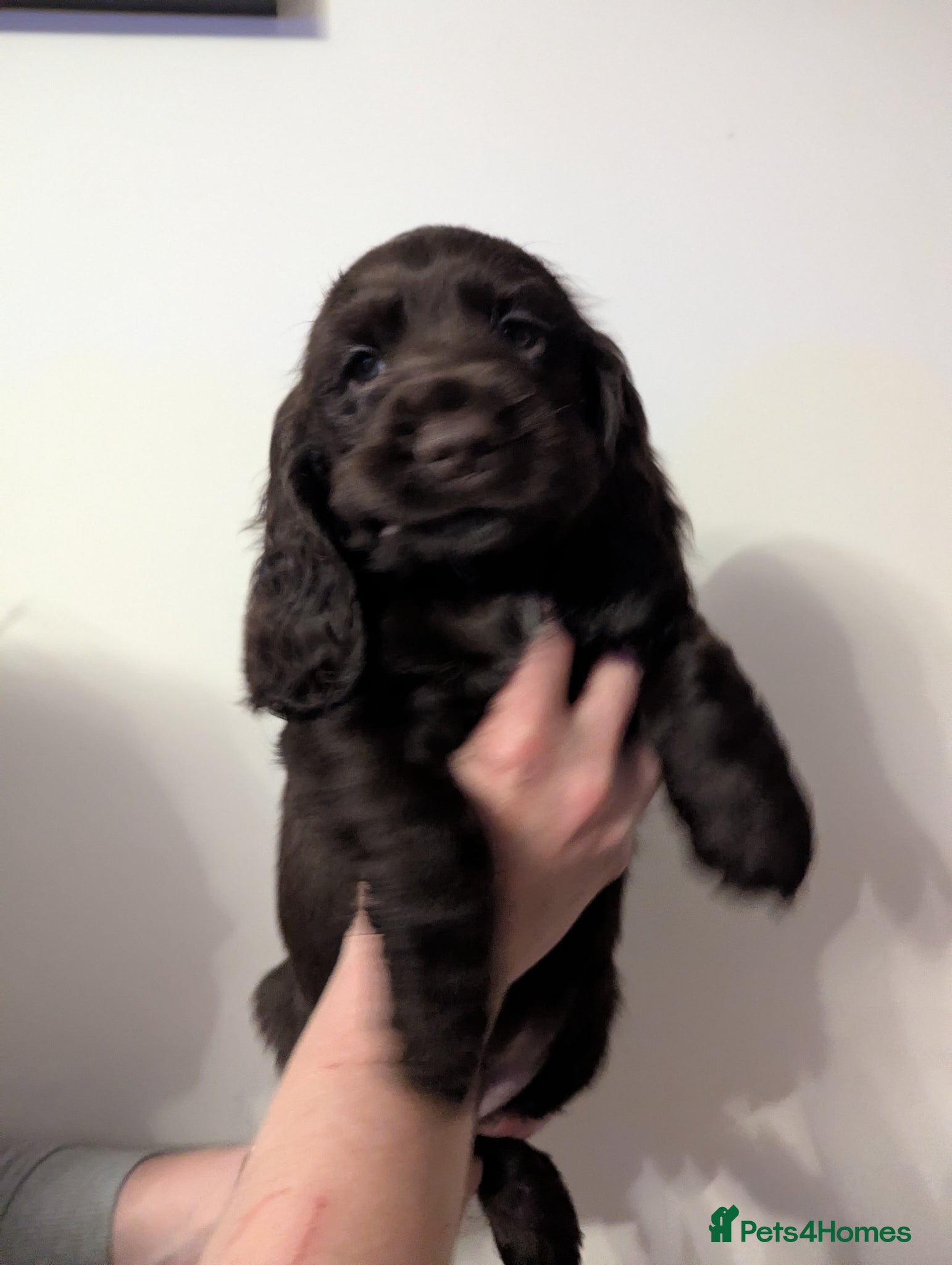 Cocker Spaniel dogs COCKER SPANIEL PUPPIES LOOKING NEW HOME 🏡 - Advert 5