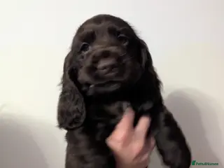 Cocker Spaniel dogs COCKER SPANIEL PUPPIES LOOKING NEW HOME 🏡 - Advert 5