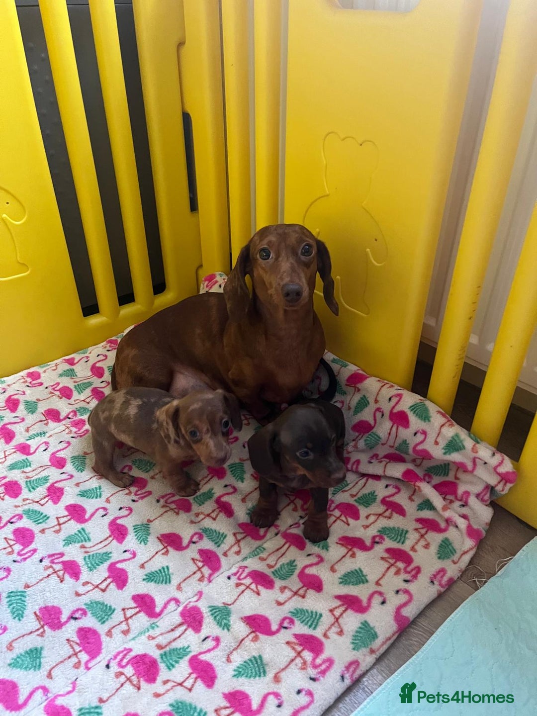 Miniature Dachshund dogs for sale: Beautiful Mini Dachshund Puppies READY  - Advert 9