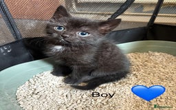 Mixed Breed cats for sale: 2 beautiful kittens ready for new homes now.  - Image 1