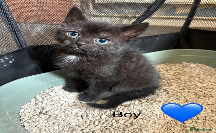 Mixed Breed cats - Advert 2