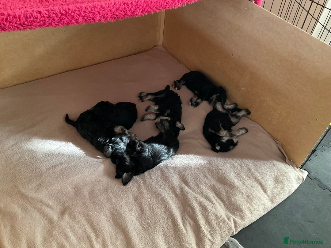Miniature Schnauzer dogs for sale: BLACK AND SILVER PUPPIES EXCEPTIONAL PEDIGREE - Image 10