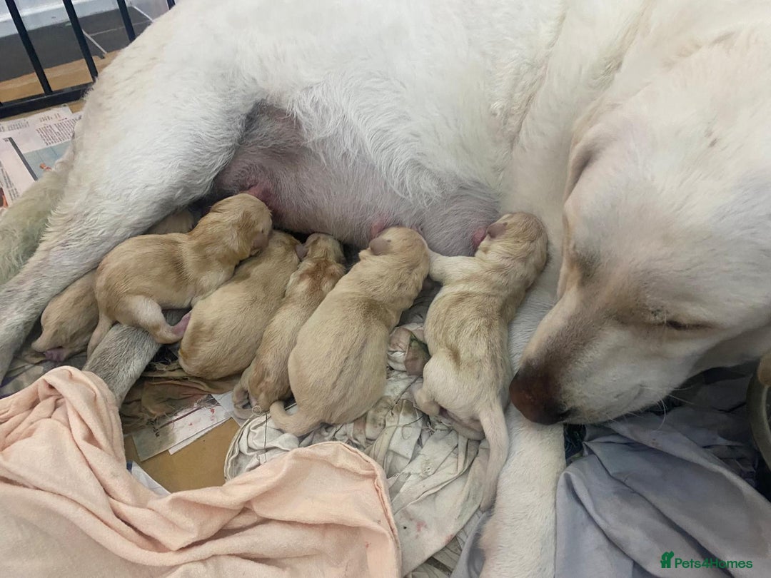 Labrador Retriever dogs for sale: Labrador Puppies for sale 24/10/25 onwards - Image 7