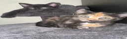 Mixed Breed cats for sale:     🐾 Gorgeous Mix Kittens – 2 Girls & 1 Boy in Rotherham - Advert 9