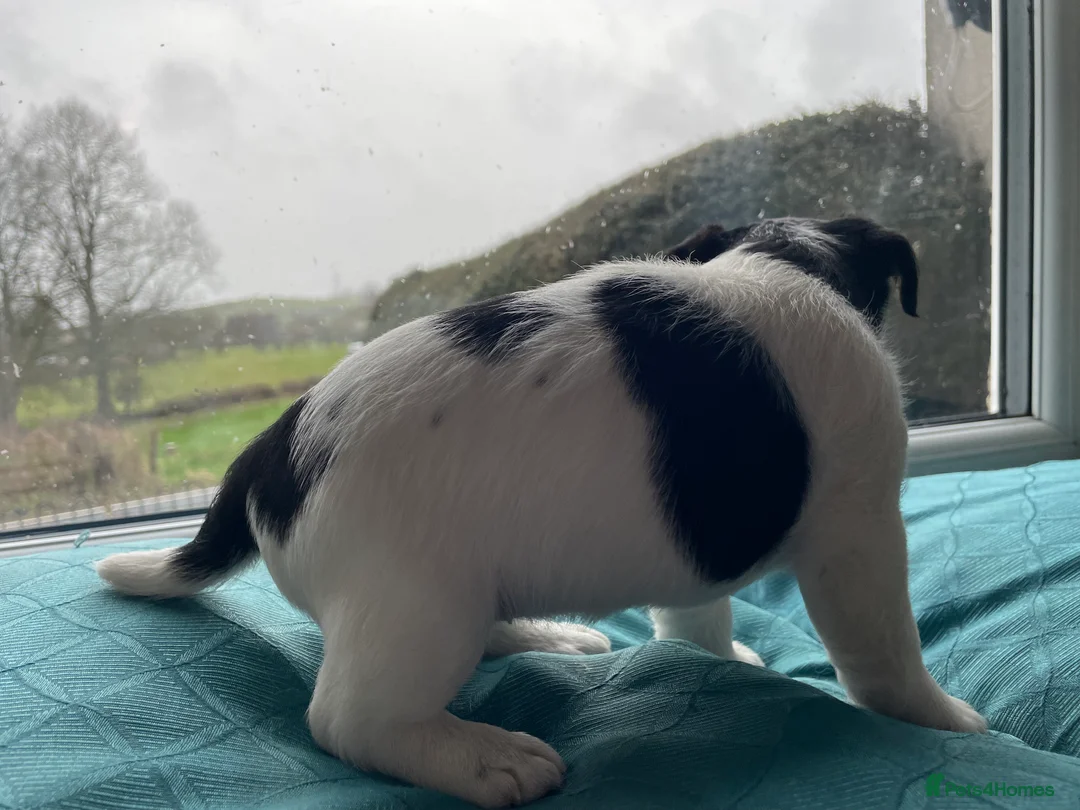 Jack Russell dogs for sale: Jack Russell puppies in Corwen - Advert 15