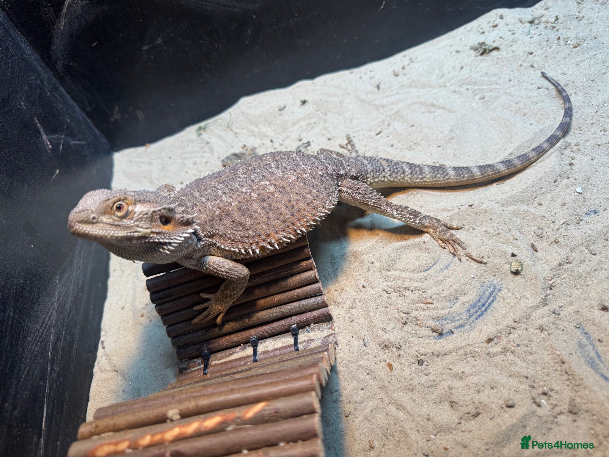 Bearded Dragon reptiles Two bearded dragons  - Advert 2