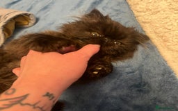 Persian cats for sale: Gorgeous Persians gccf registered pkd neg   - Image 3