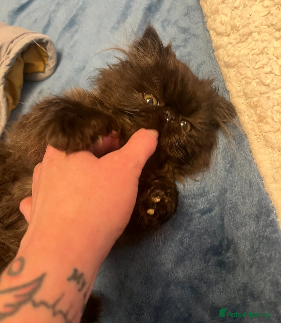 Persian cats for sale: Gorgeous Persians gccf registered pkd neg   - Image 3