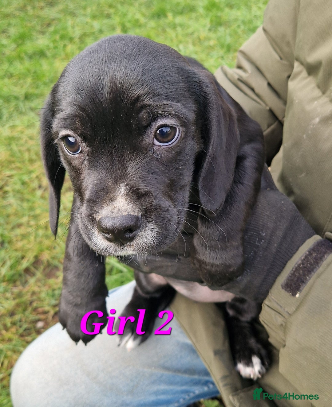 Bocker dogs for sale: Beautiful Bocker puppies - Advert 17