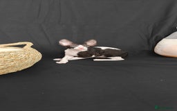 Cornish Rex cats for sale: Cornish Rex kitten  - Advert 1