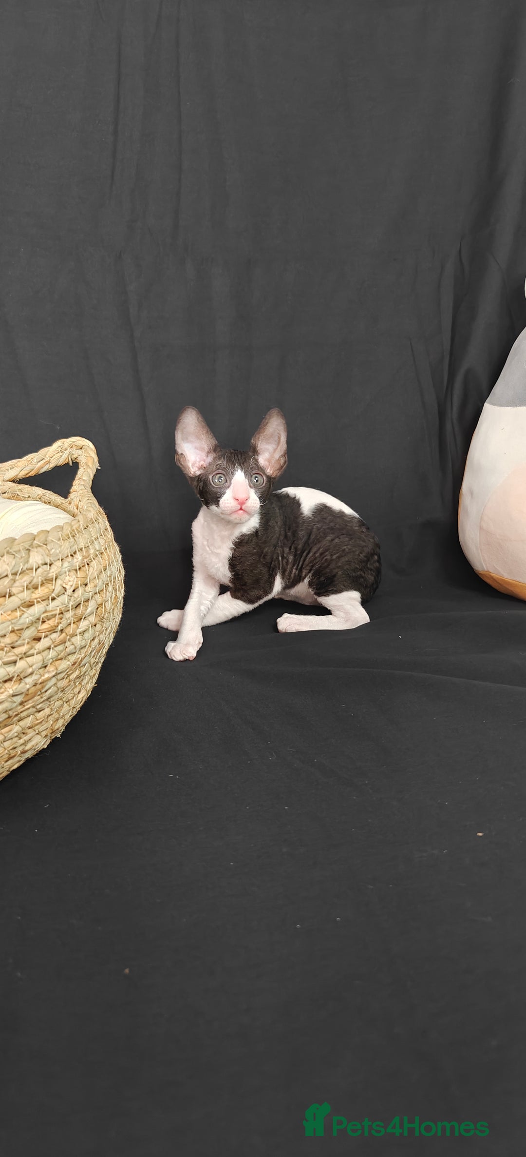 Cornish Rex cats for sale: Cornish Rex kitten  - Advert 1