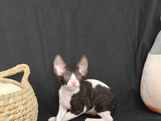 Cornish Rex cats Cornish Rex kitten - Advert 7