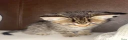 Mixed Breed cats for sale: beautiful tabby kitten - Advert 3