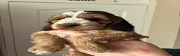 Cockapoo dogs for sale: Beautiful Cockerpoo puppies - Advert 6