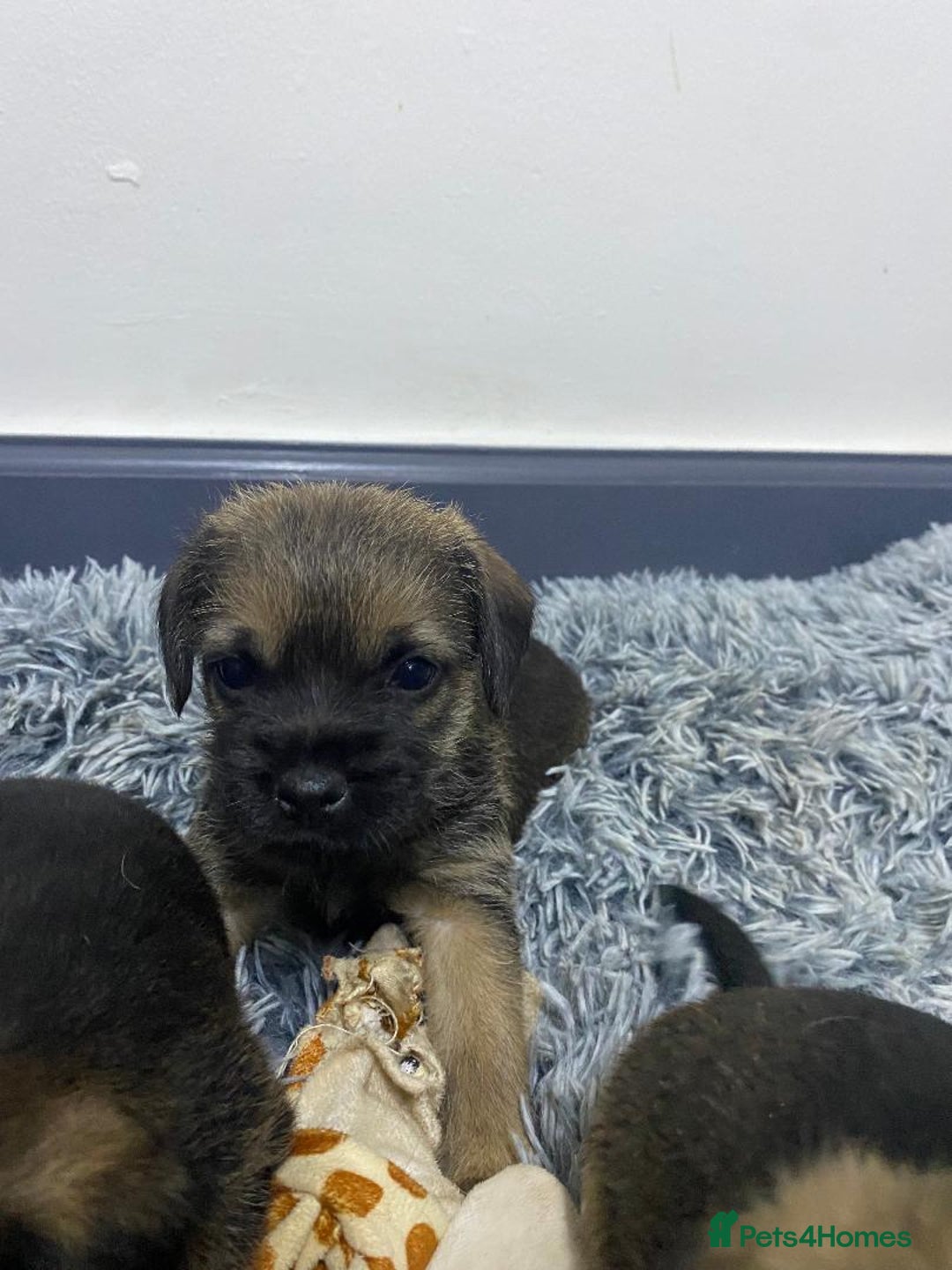 Border Terrier dogs for sale: Beautiful Border Terrier puppies for sale - Advert 8