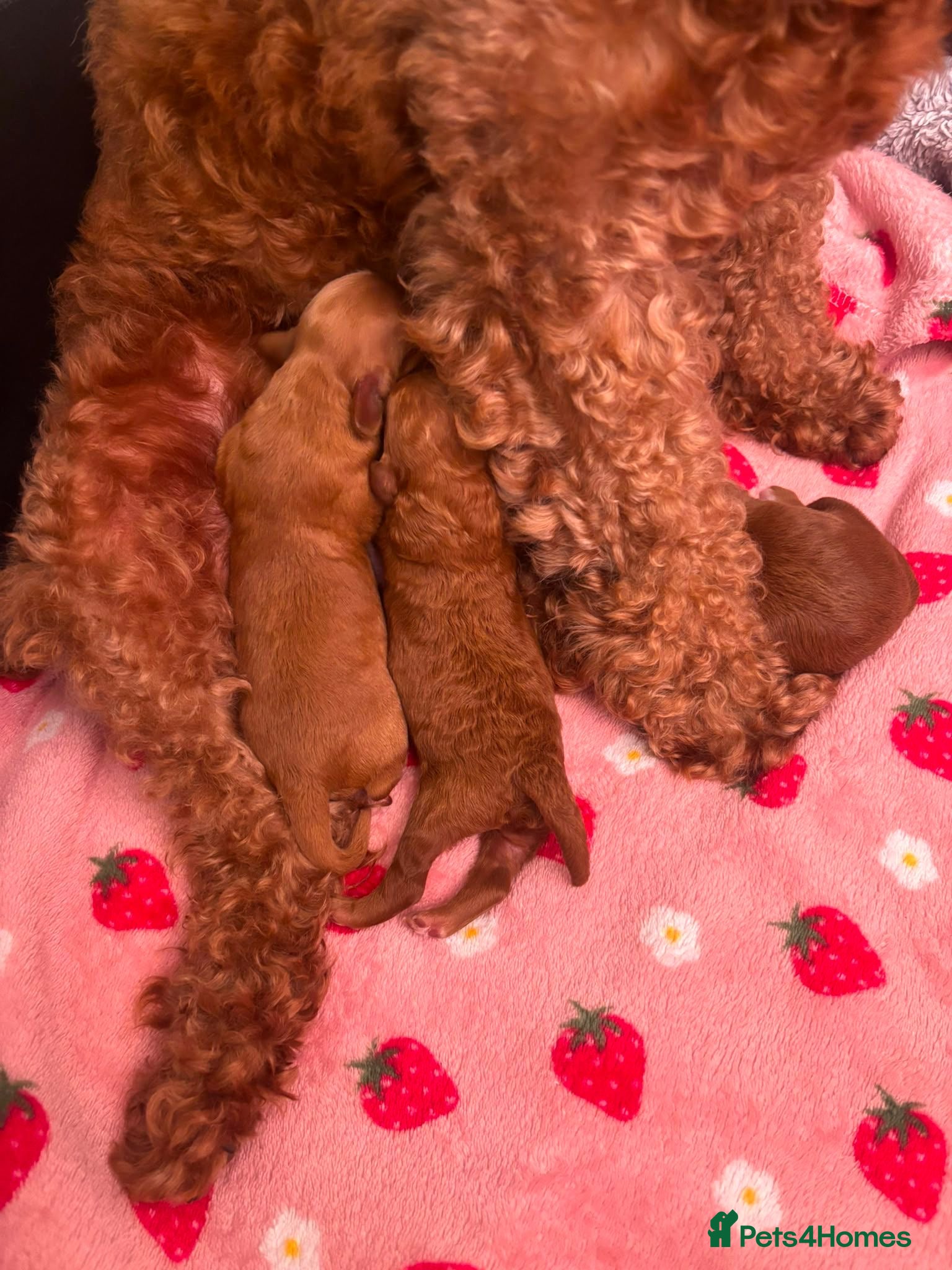 Cockapoo dogs 3 beautiful fox red Cockapoos puppies  - Advert 1