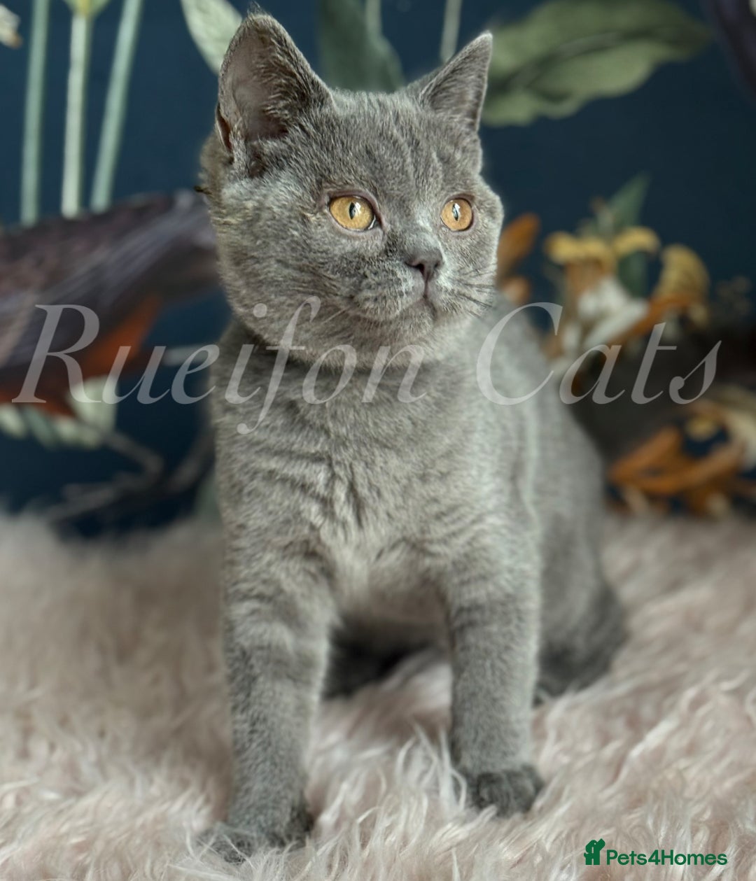 British Shorthair cats for sale: GCCF Registered British Shorthair kittens - Image 12