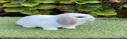 Mini Lop rabbits for sale: Pure bred mini lop . - Advert 4