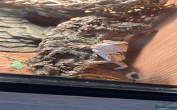 Bearded Dragon reptiles for sale: bearded dragon& leopard gecko with full set ups - Image 2