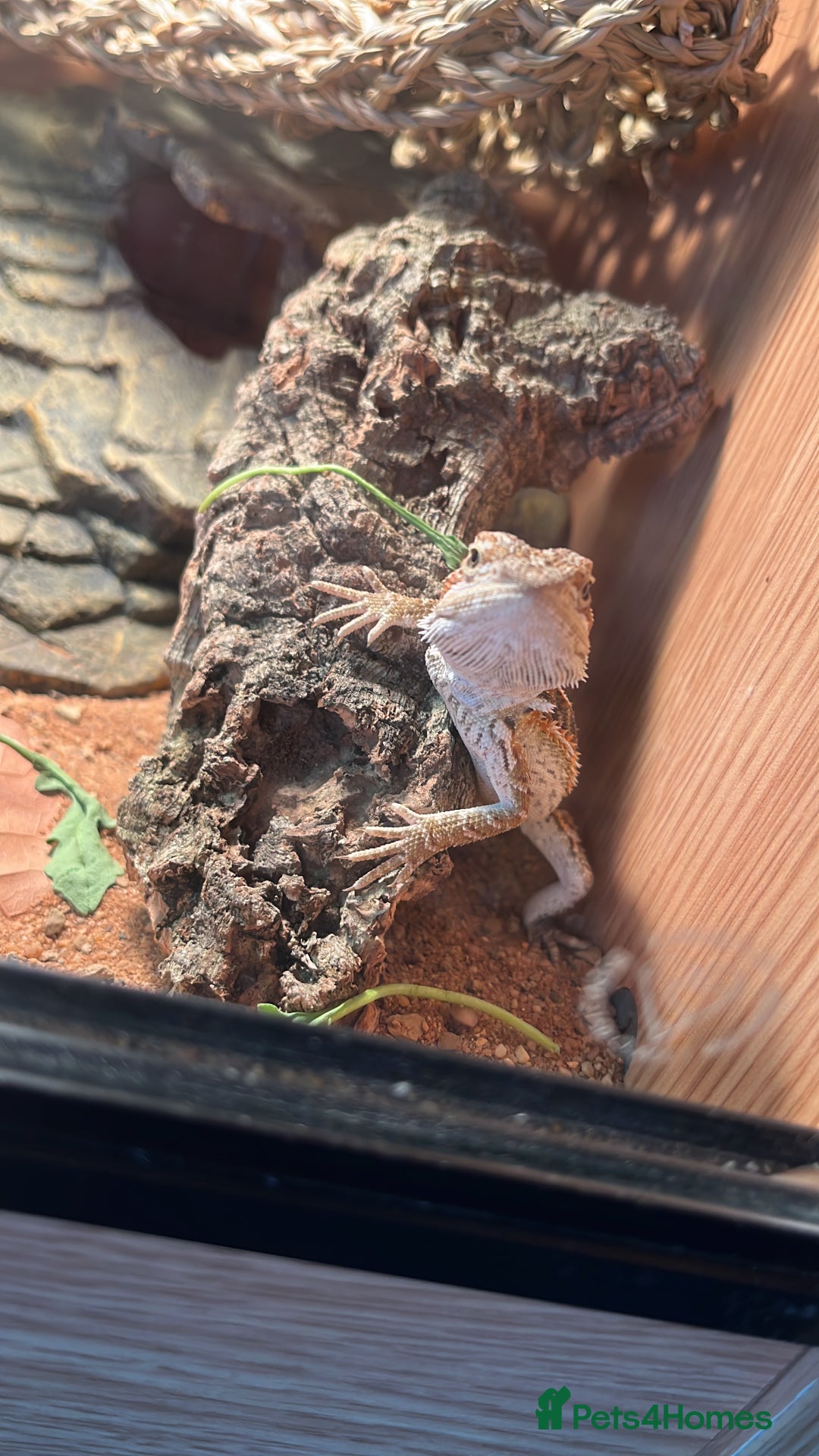 Bearded Dragon reptiles for sale: bearded dragon& leopard gecko with full set ups - Image 2