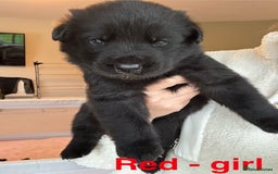 German Shepherd dogs for sale: Shepherd puppies for sale  - Image 6
