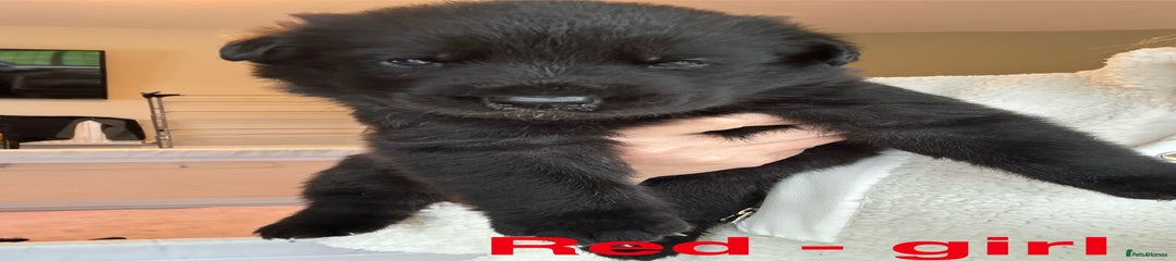 German Shepherd Puppy 3