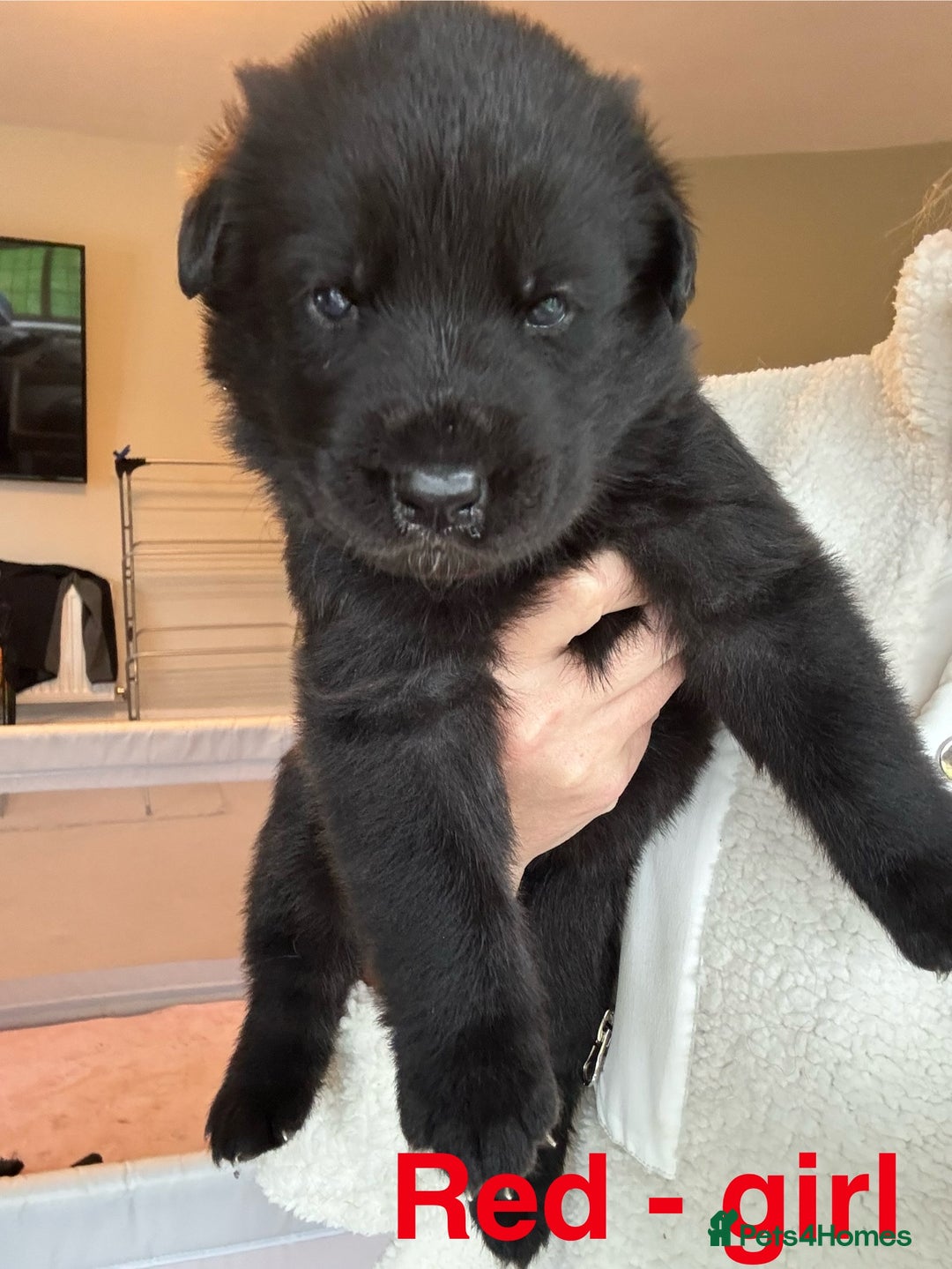 German Shepherd dogs for sale: Shepherd puppies for sale  - Image 6