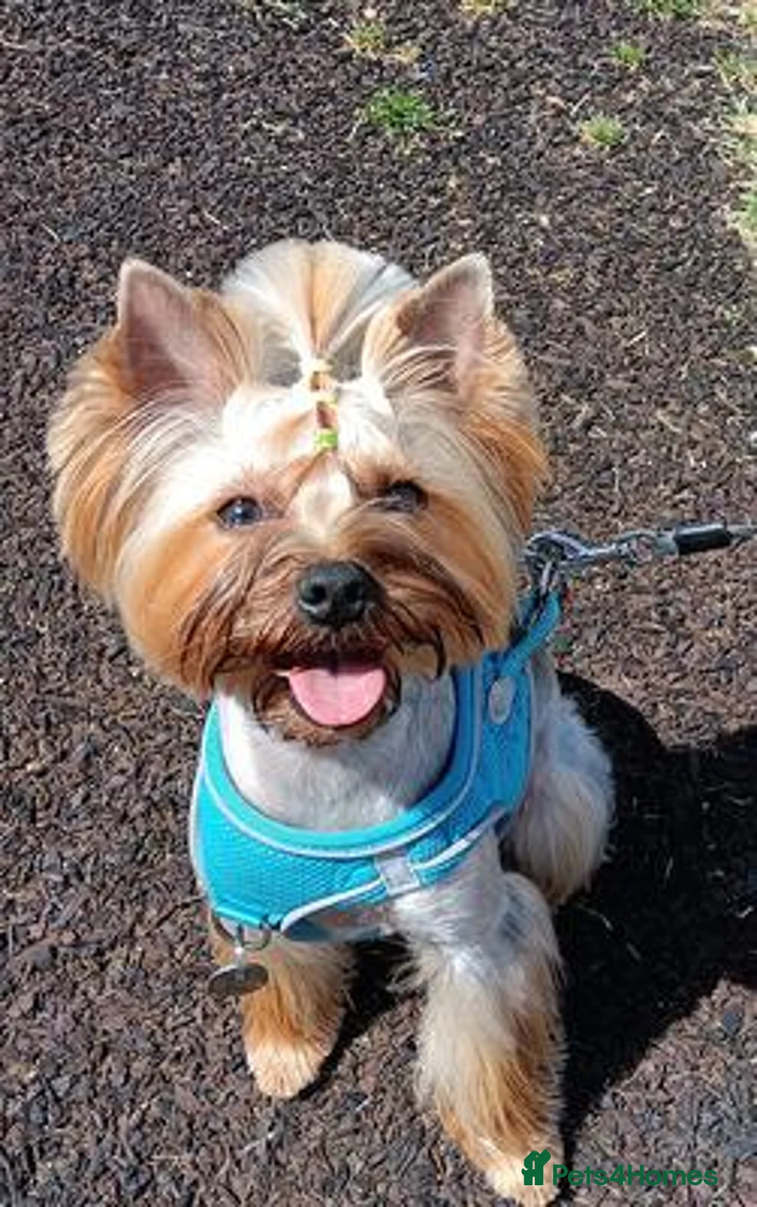 Yorkshire Terrier dogs for sale: Dior needs a forever home in Edinburgh - Advert 2