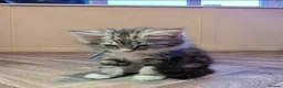 Mixed Breed cats for sale: Gorgeous main coon cross ragdoll kittens - Advert 2