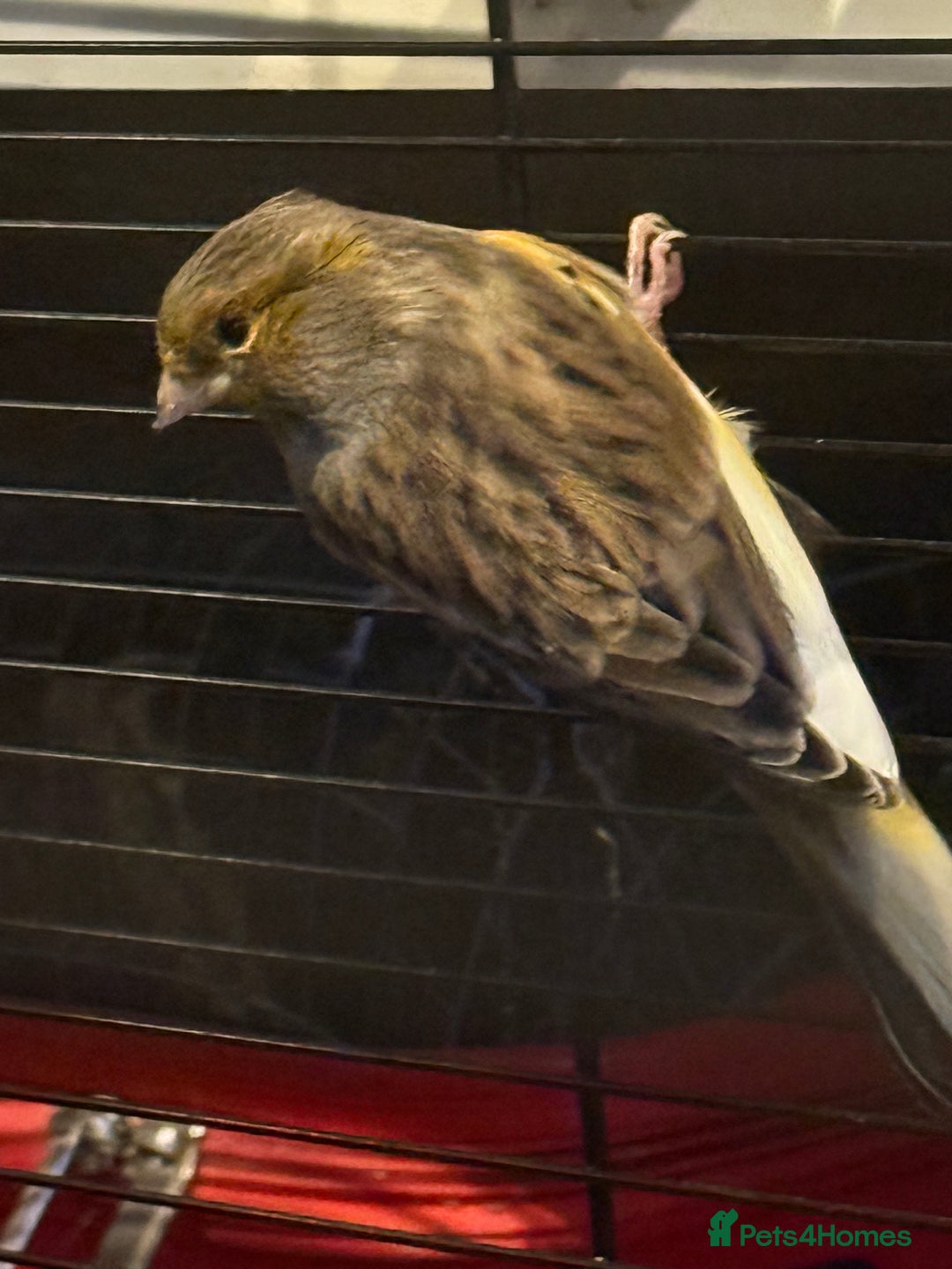 Canaries birds for sale: Male & female cannery for sale  - Image 19