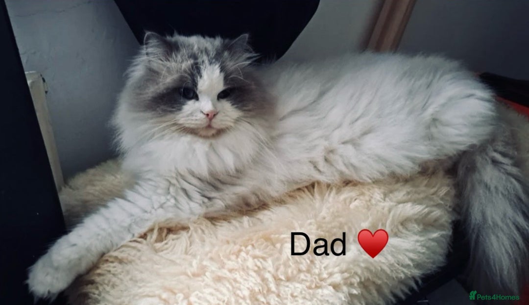 Ragdoll cats for sale: Stunning quality Ragdoll kittens - must see!!! - Image 11