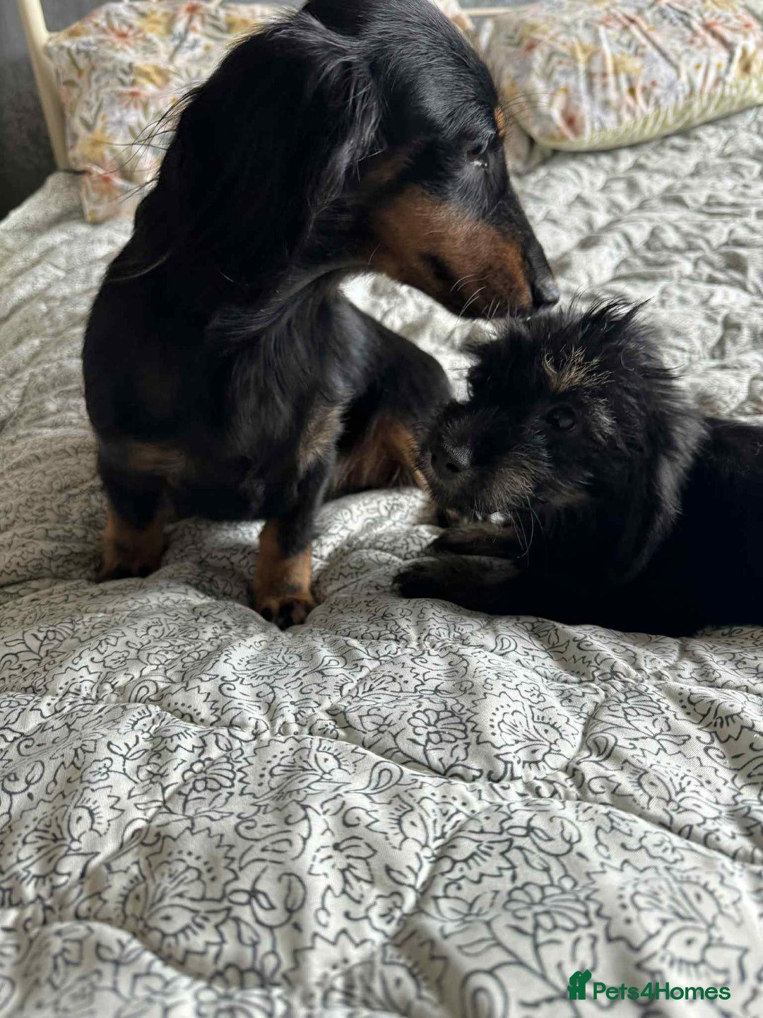 Mixed Breed dogs for sale: Dachshund cross - Image 4