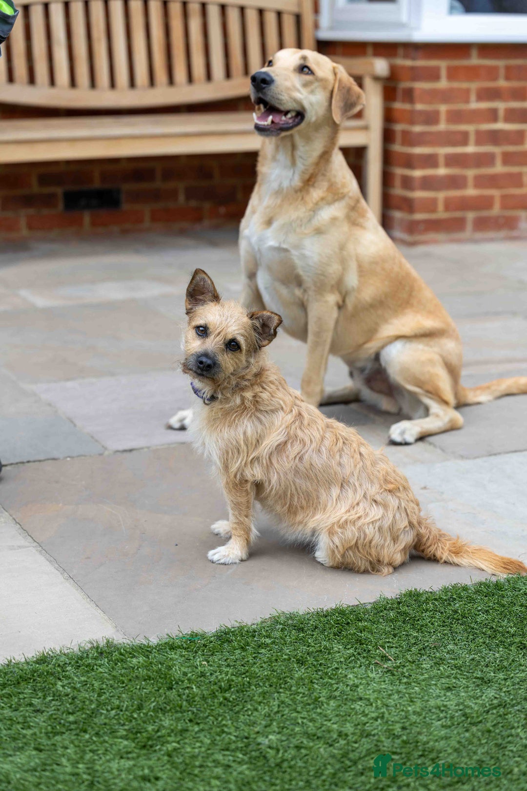 Mixed Breed dogs for adoption: Livvy - Image 4