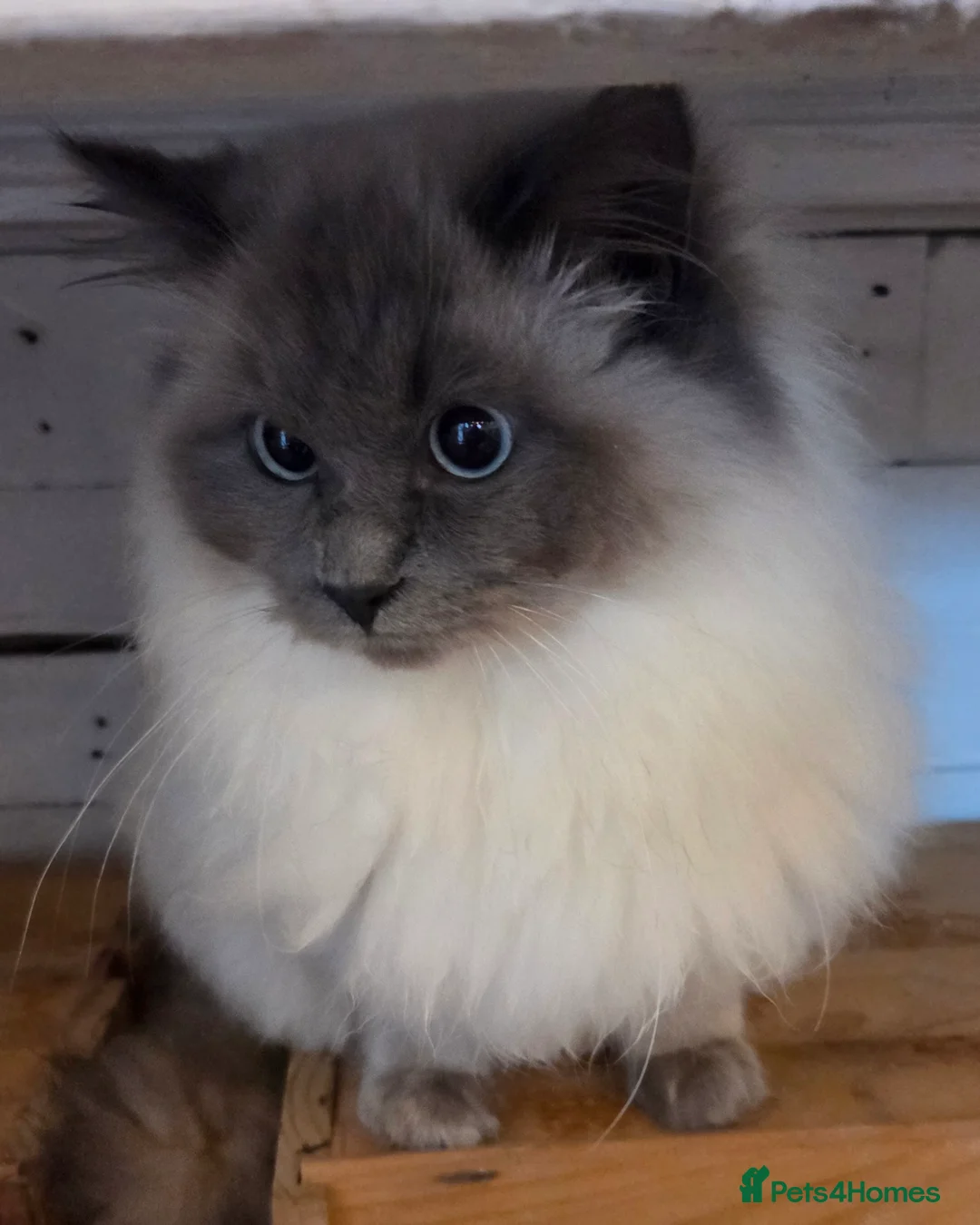 Ragdoll cats for sale: Beautiful Female Ragdoll  - Advert 4