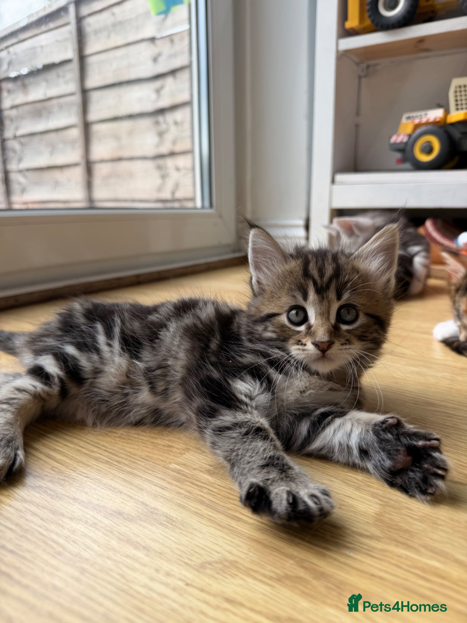 Maine Coon cats Maine coon x kittens  - Advert 3