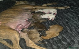 Mixed Breed dogs for sale: Pups ready around the 19th December  - Image 10