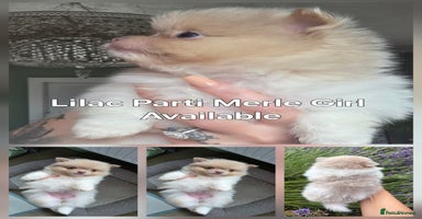 Pomeranian dogs - Advert 2