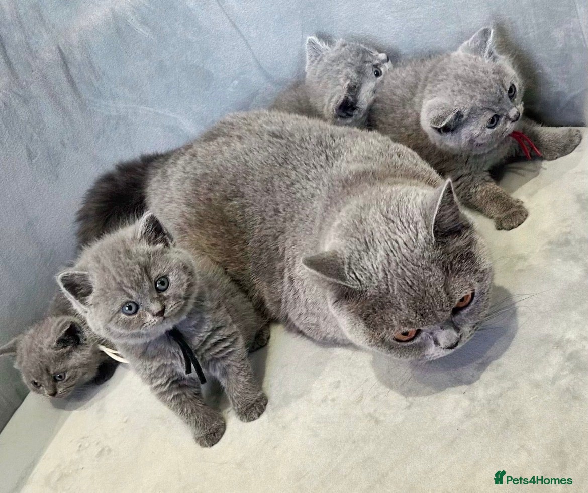 British Shorthair cats GCCF Active amazing cats  - Advert 1