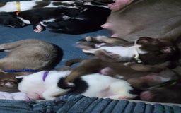 Mixed Breed dogs for sale: American Bulldog x Siberian Husky - Image 3