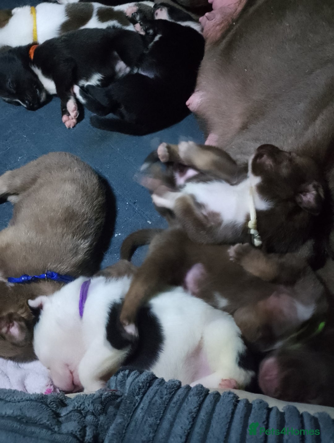 Mixed Breed dogs for sale: American Bulldog x Siberian Husky - Image 3