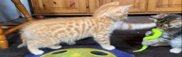 Mixed Breed cats for sale: Gorgeous Ginger And Tortoiseshell Female Kittens - Advert 11