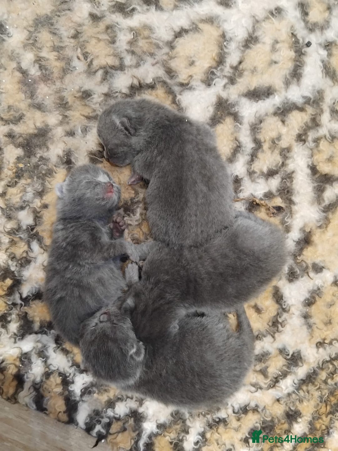 British Shorthair cats for sale: British short-hair kittens  - Image 5