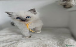 Ragdoll cats for sale: Irresistable Blue Mitted Ragdoll Kittens🙀😻🙀 - Image 27