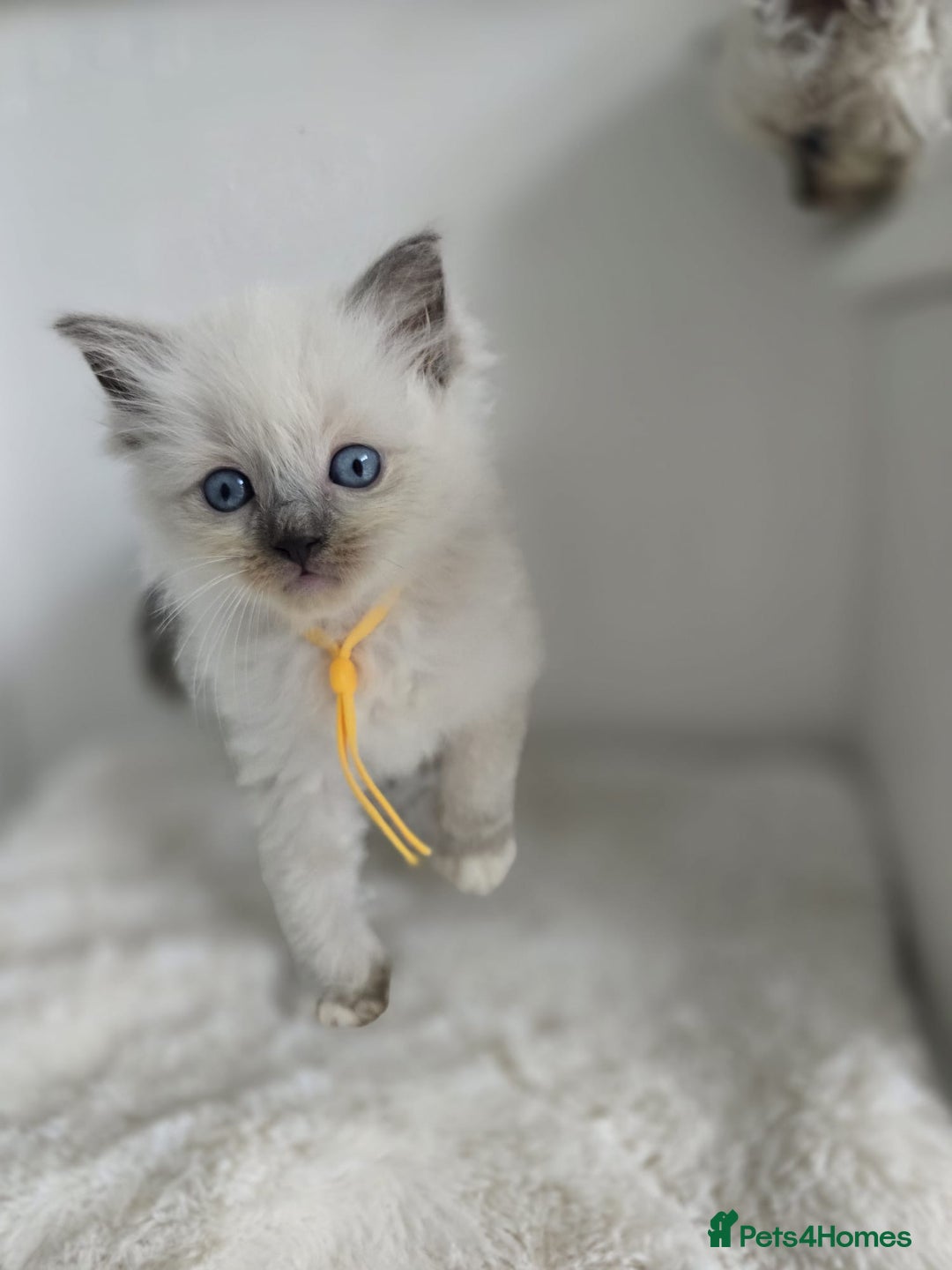 Ragdoll cats for sale: Irresistable Blue Mitted Ragdoll Kittens🙀😻🙀 - Image 27