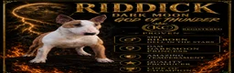English Bull Terrier dogs for sale: Stunning KC Registered English Bullterrier Puppies - Advert 14