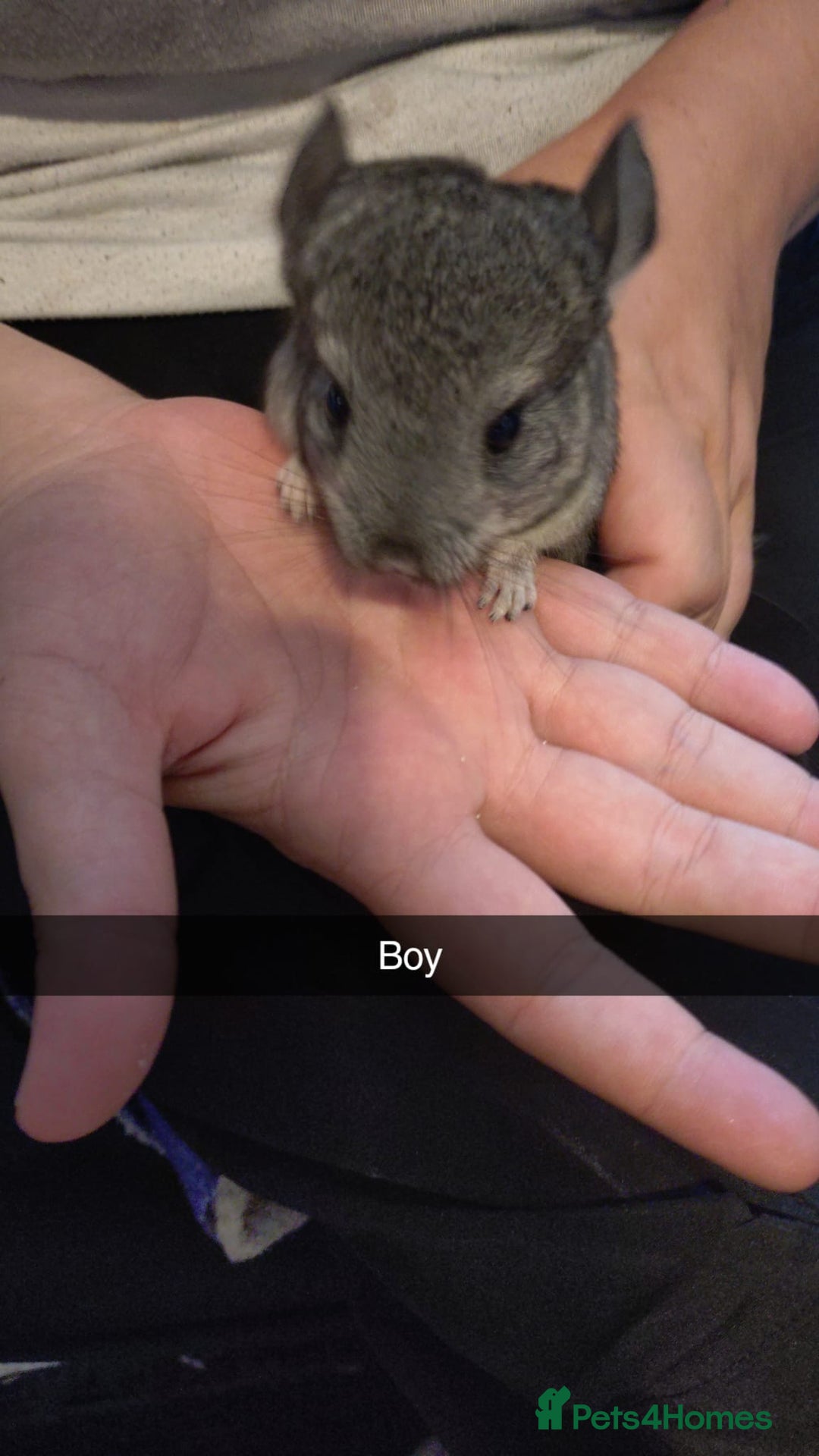 Chinchilla rodents for sale: Baby chinchilla × 3 (male) - Image 4
